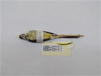 藏品(灰鶺鴒)的圖片